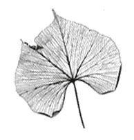 leaf design